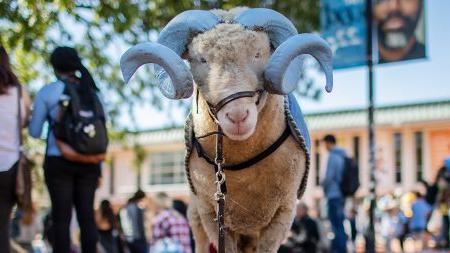 Rameses in the Pit